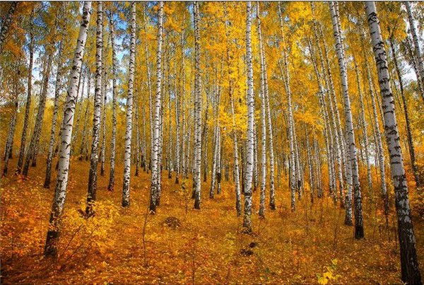 Роман Носко