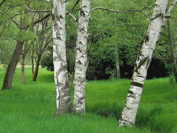 Слава Гаркуша