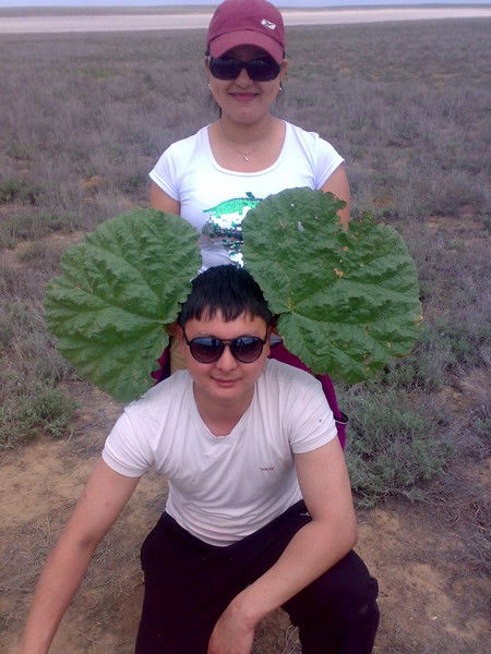 Асель Базаркулова