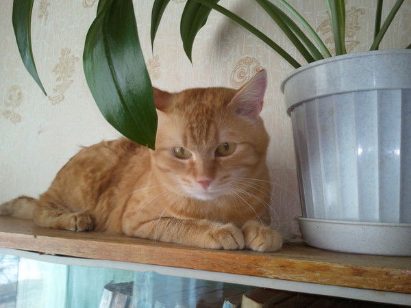 Шестаков Антон