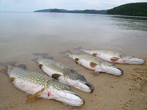 Дмитрий Чернушко