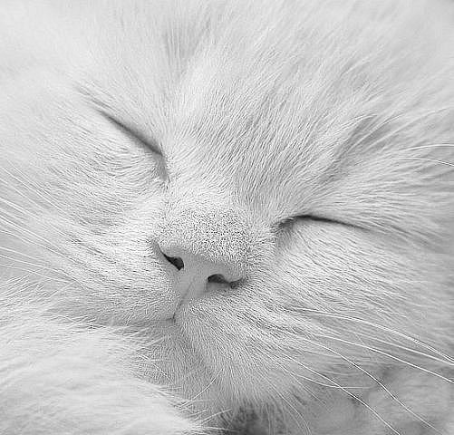 Пупсик Наташа