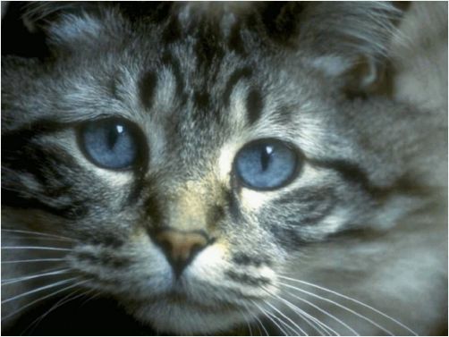 Катерина Пруцких