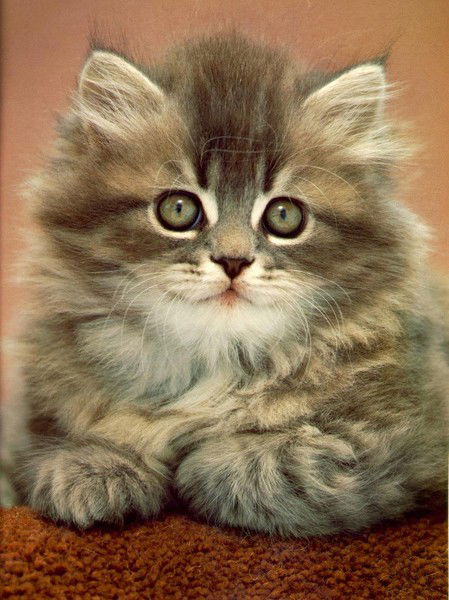 Светлана Обухова