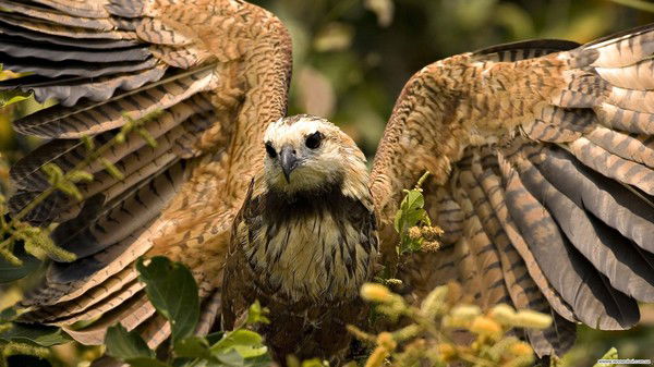 Сергей Буралецкий