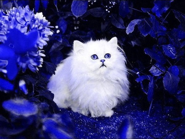 *•°Tanya° •™*√ .