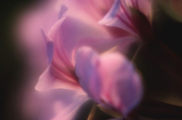 Оля Твердохлеб