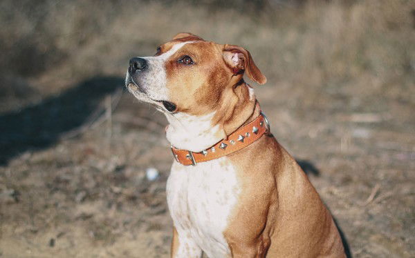 Эдуард Миронов