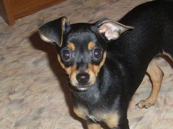 Татьяна Варганова