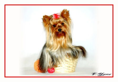 Елена Копылова