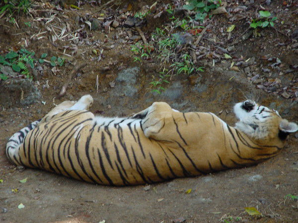 Тема Колесников