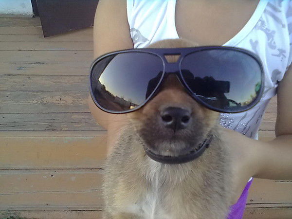 Добрый Абрикос