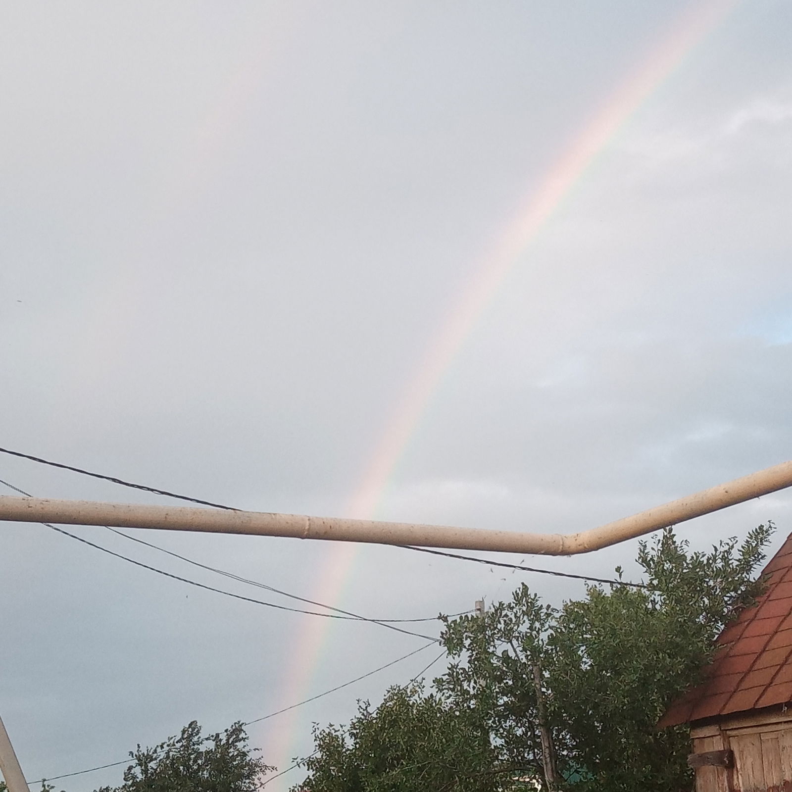 Светлана Царская