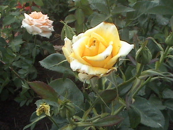 Любовь Заболотная