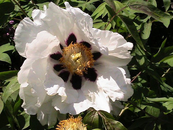 Лена Кочуба