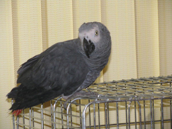 Димон Хочет