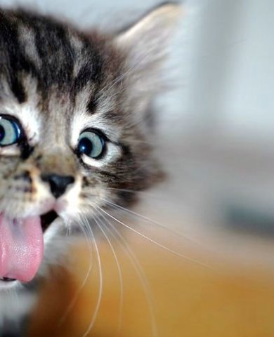 Анна Костюк