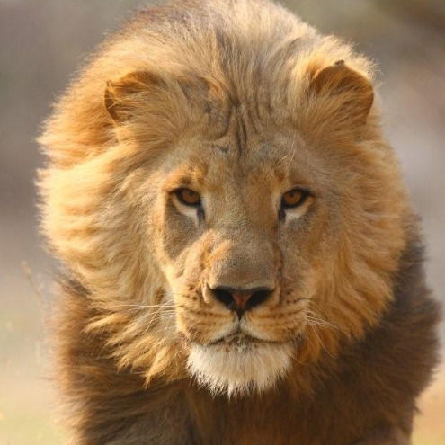 Сергей Глухов