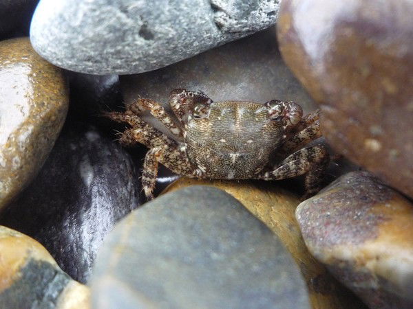 Ольга Соколова