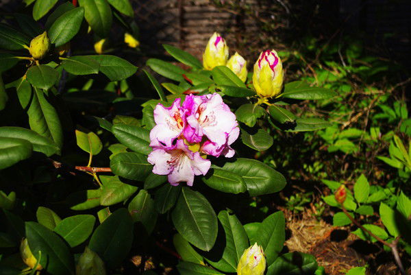 Галина Филоненко