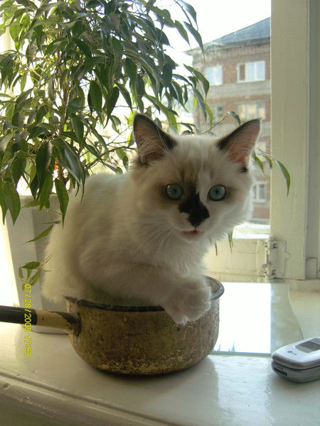 Виктория Головина