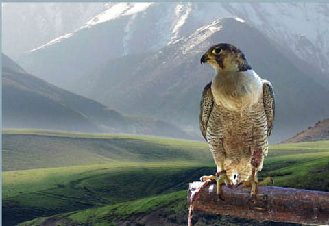 Рустем Кулжабаев