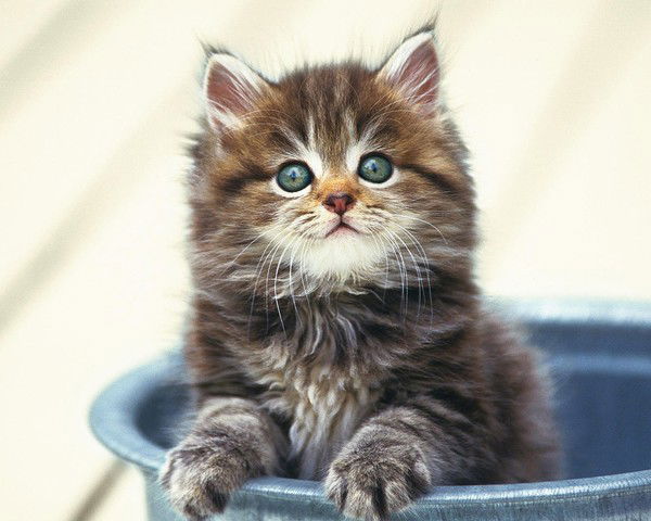 Елена Шарова