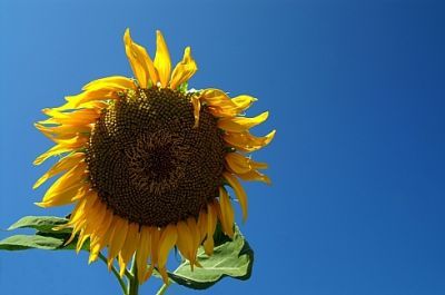 Домніка Русу