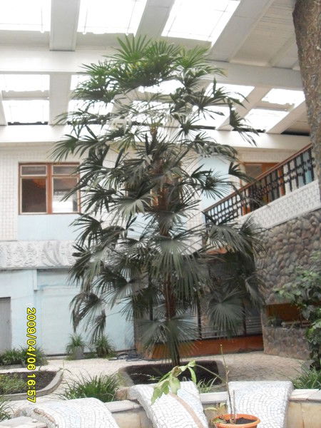 Эльвира Сералина