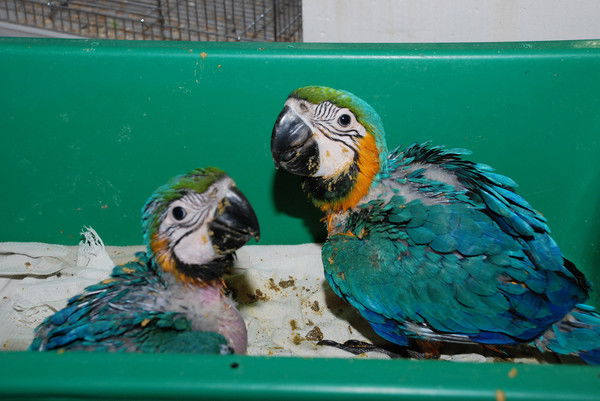 Планета Животных