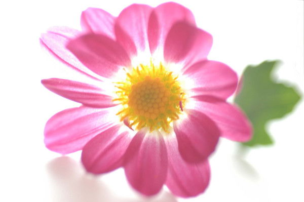 Инна Дронова