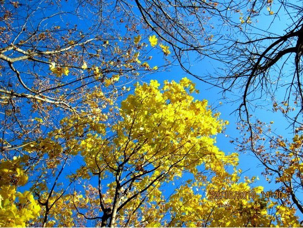 Макс Максимов