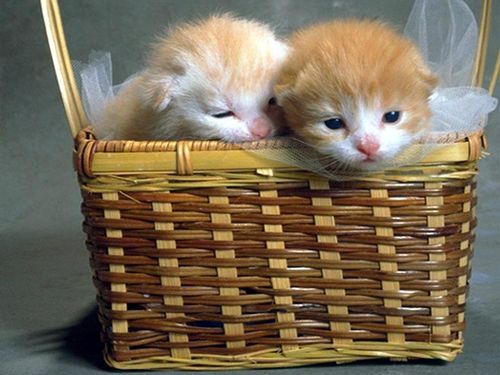 Анастасия Красикова