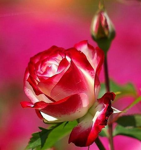 Татьяна Миронова