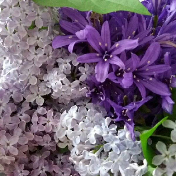 Гаухар Нуррулла