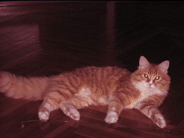 Александр Ерохин