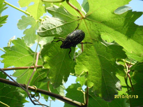 Маринка Пономарь