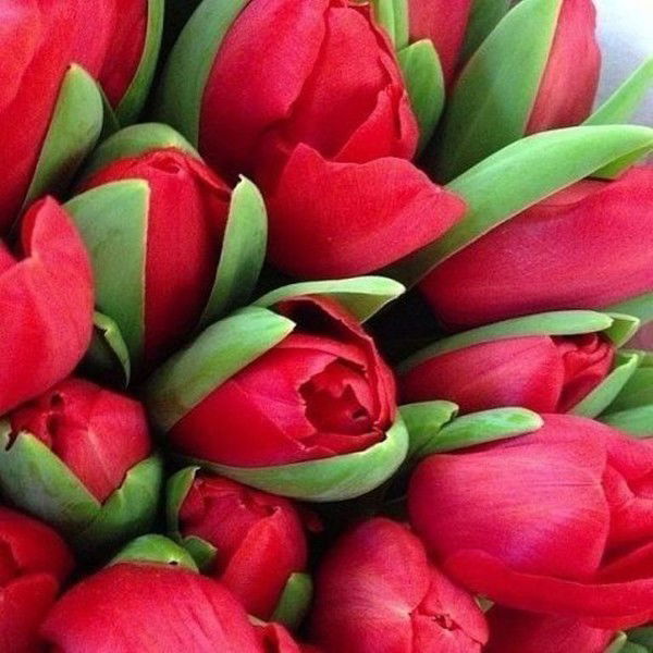 Олеся Александровна