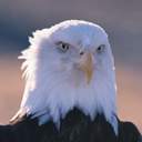 Александр Акопян