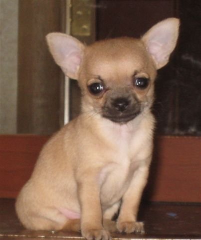 Лариса Липовецкая