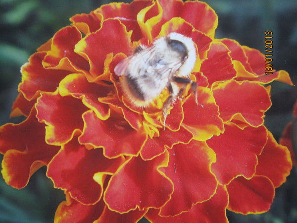 Александр Муленков