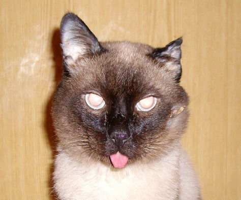 Сергей Лызо