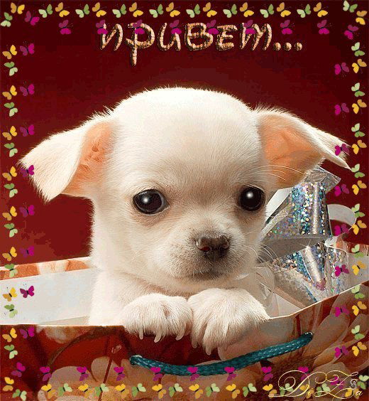 Олеся Тимерова