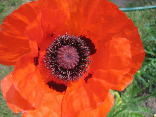 Катя Гончарова