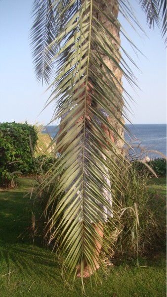 Эльвира Махмутова