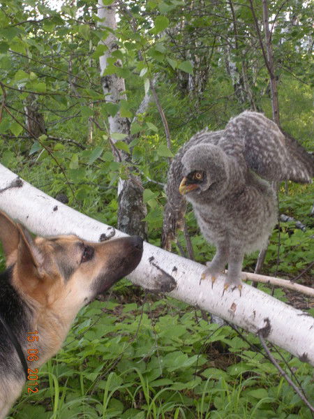 Андрей Аржанов