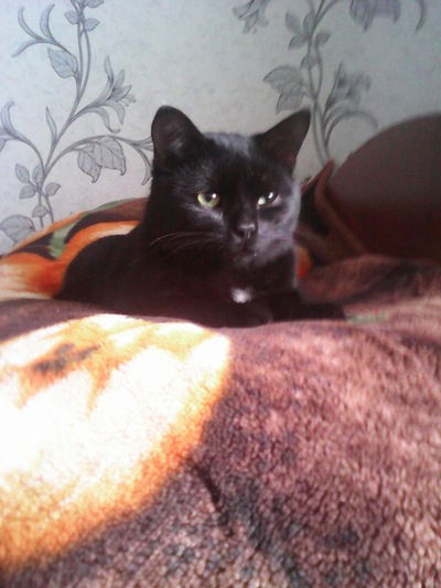 Алина Коновалова