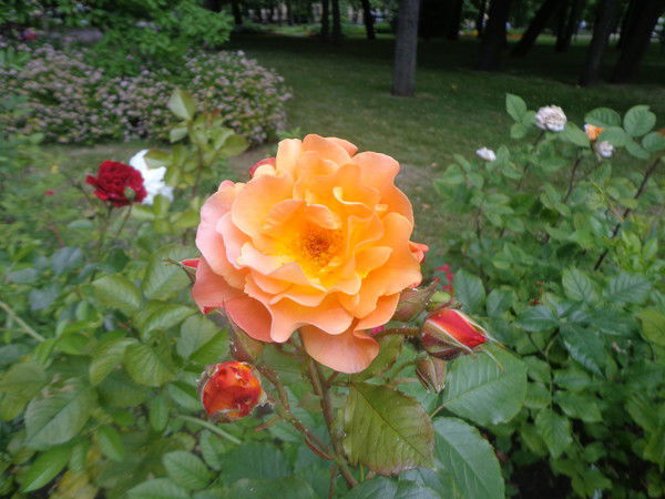 Вера Бабина