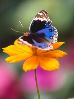 Неизвестно Неизвестно