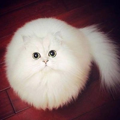 Алина Панина